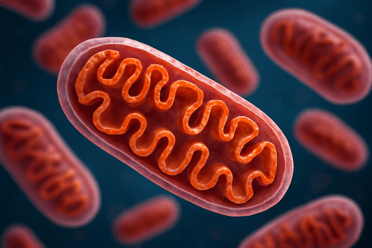 De Functie van Mitochondriën - Mvolo