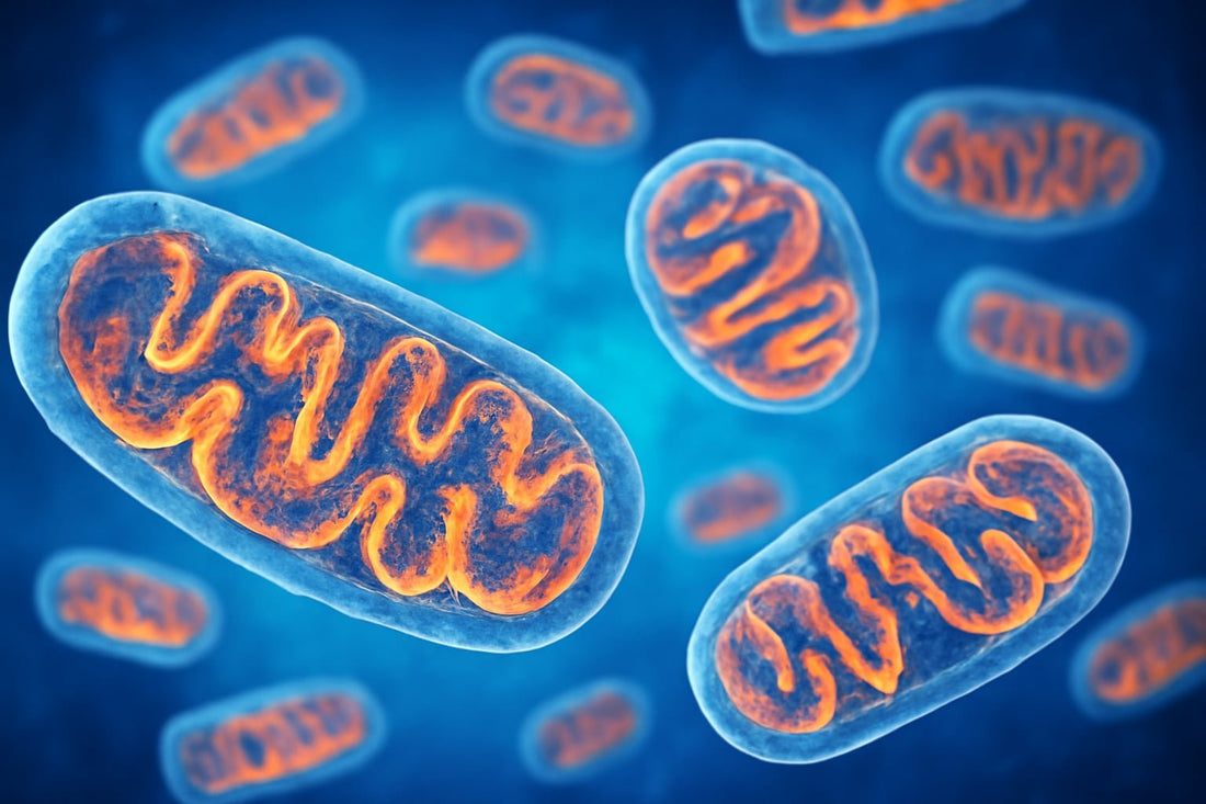 Mitochondria Functie: De Energiecentrales van Onze Cellen Uitgelegd - Mvolo