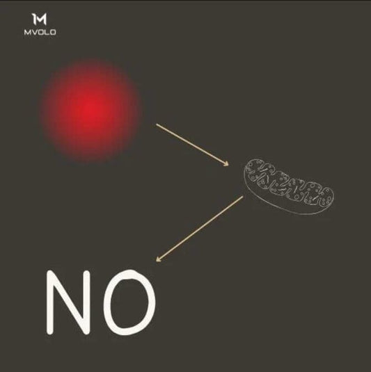 Wat Is de Functie van Mitochondriën? Complete Gids - Mvolo
