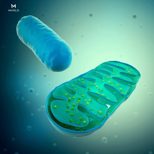 Wat Zijn Mitochondriën – Alles Over de Energiecentrales van Je Cellen - Mvolo