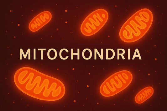 Wat Zijn Mitochondriën – Alles Over de Energiecentrales van Je Cellen - Mvolo